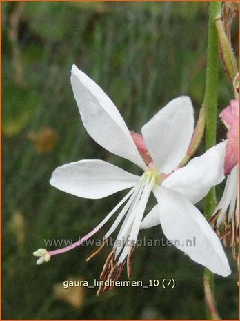 Gaura lindheimeri | Prachtkaars