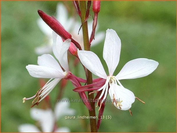 Gaura lindheimeri | Pracahtkaars