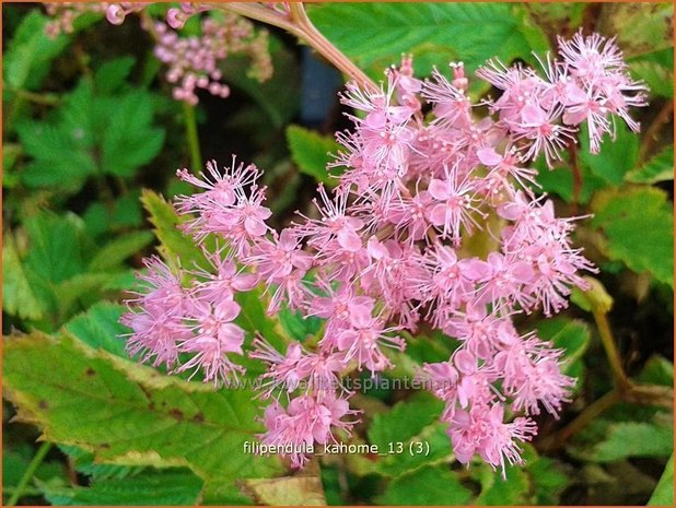 Filipendula 'Kahome' | Moerasspirea