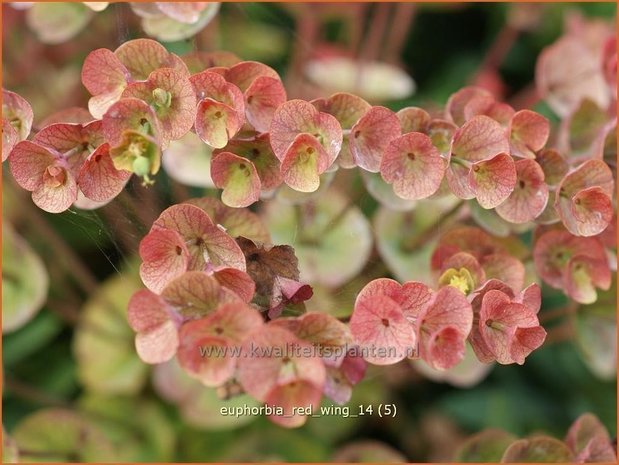 Euphorbia 'Red Wing' | Wolfsmelk