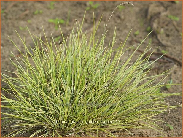 Festuca glauca 'Golden Toupee' | Hard zwenkgras, Blauw schapengras