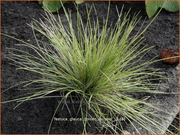 Festuca glauca 'Golden Toupee' | Hard zwenkgras, Blauw schapengras