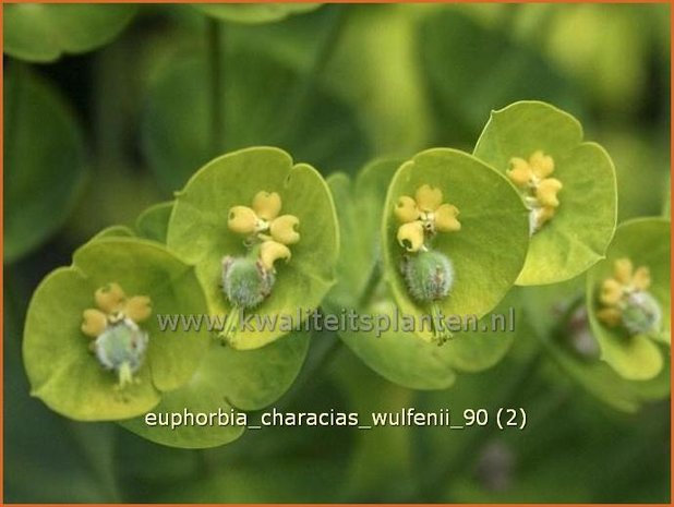 Euphorbia characias wulfenii | Wolfsmelk | Palisaden-Wolfsmilch | Mediterranean Spurge