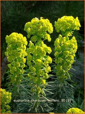 Euphorbia characias wulfenii | Wolfsmelk