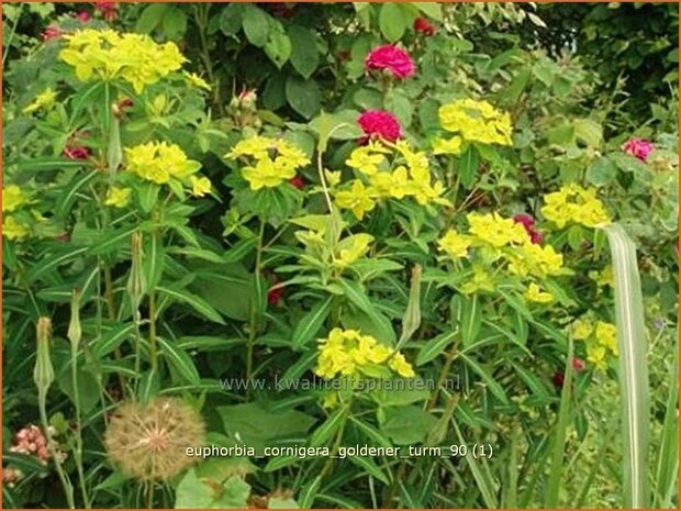 Euphorbia cornigera 'Goldener Turm' | Wolfsmelk