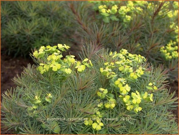 Euphorbia cyparissias &#39;Clarice Howard&#39; | Cipreswolfsmelk, Wolfsmelk | Zypressen-Wolfsmilch