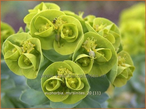 Euphorbia myrsinites | Wolfsmelk