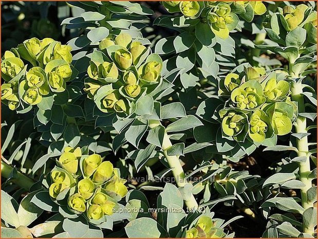 Euphorbia myrsinites | Wolfsmelk