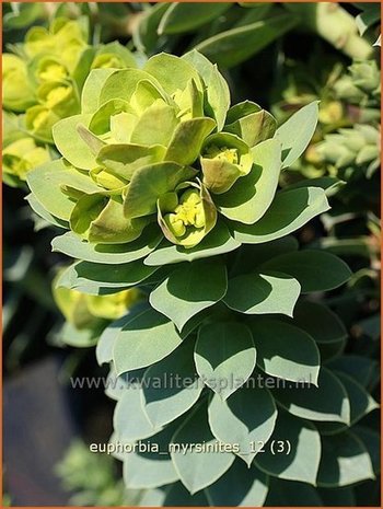 Euphorbia myrsinites | Wolfsmelk