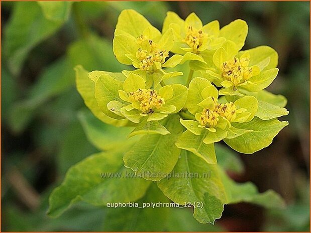 Euphorbia polychroma | Kleurige wolfsmelk, Wolfsmelk | Gold-Wolfsmilch