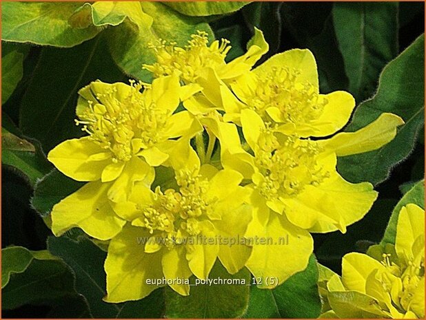 Euphorbia polychroma | Kleurige wolfsmelk, Wolfsmelk | Gold-Wolfsmilch