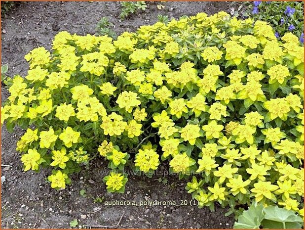 Euphorbia polychroma | Kleurige wolfsmelk, Wolfsmelk | Gold-Wolfsmilch