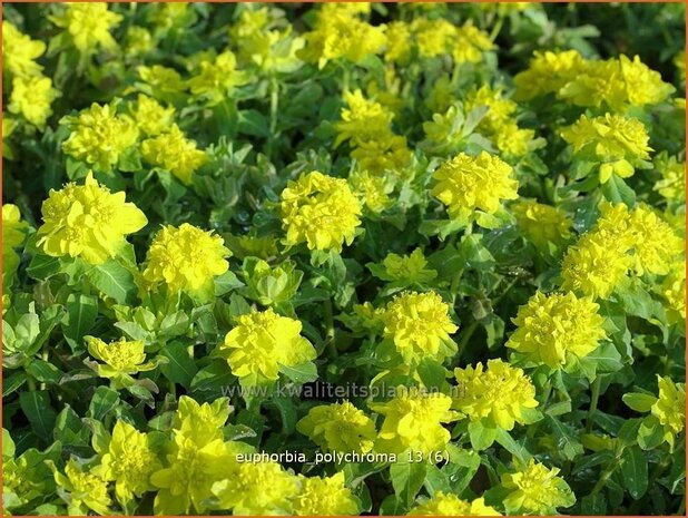 Euphorbia polychroma | Kleurige wolfsmelk, Wolfsmelk | Gold-Wolfsmilch