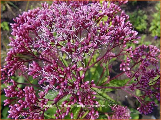 Eupatorium maculatum 'Riesenschirm' | Leverkruid, Koninginnekruid