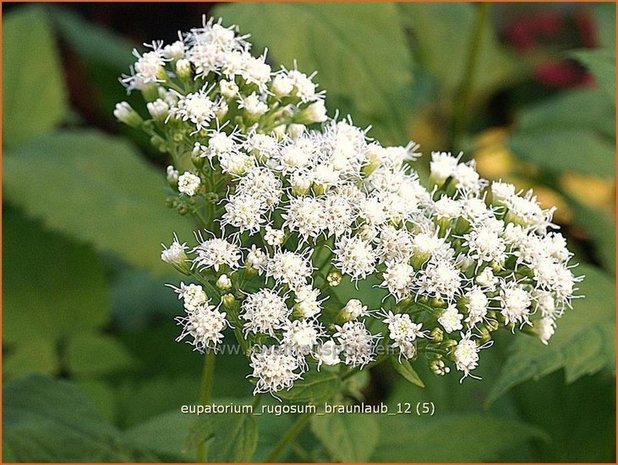 Eupatorium rugosum 'Braunlaub' | Leverkruid, Koninginnekruid