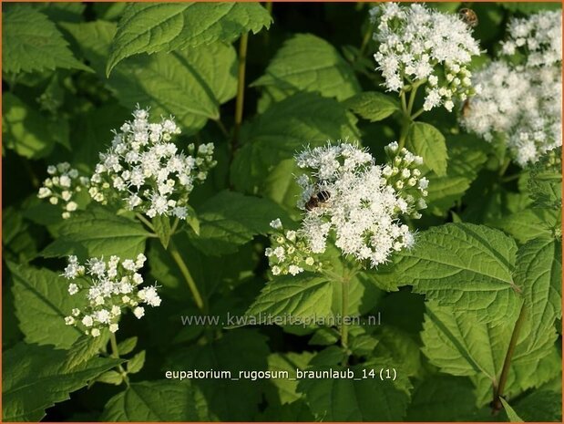 Eupatorium rugosum 'Braunlaub' | Leverkruid, Koninginnekruid