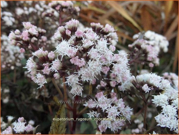 Eupatorium rugosum 'Chocolate' | Leverkruid, Koninginnekruid