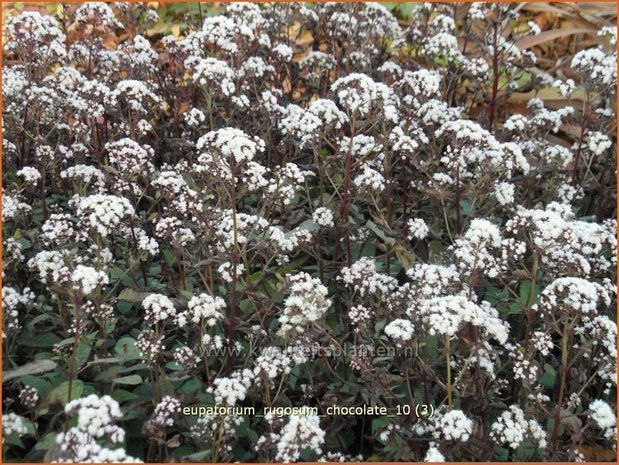 Eupatorium rugosum 'Chocolate' | Leverkruid, Koninginnekruid