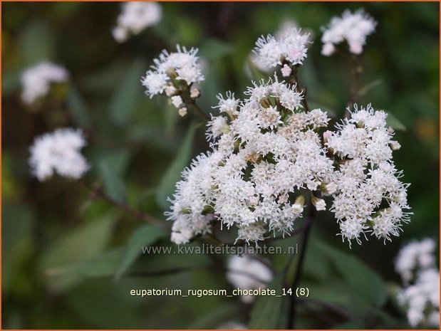 Eupatorium rugosum 'Chocolate' | Leverkruid, Koninginnekruid