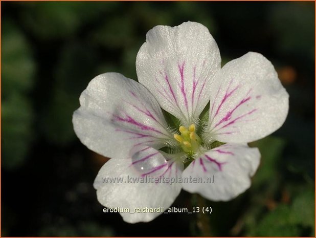 Erodium reichardii 'Album' | Reigersbek