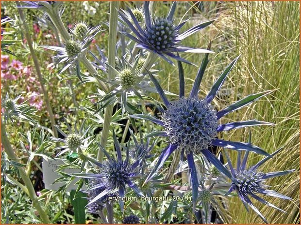 Eryngium bourgatii | Kruisdistel