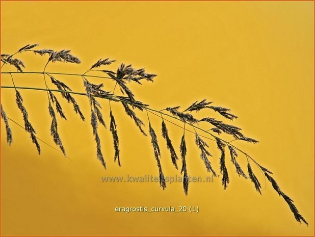 Eragrostis curvula | Liefdesgras