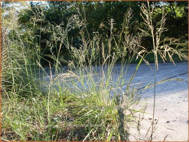 Eragrostis curvula | Liefdesgras