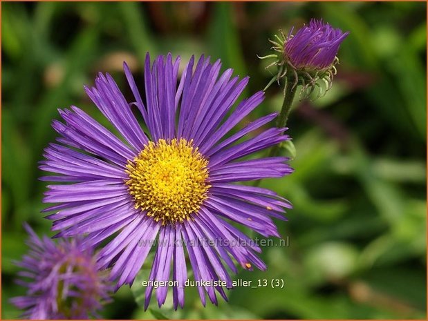 Erigeron 'Dunkelste Aller' | Fijnstraal