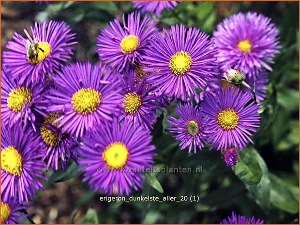 Erigeron 'Dunkelste Aller' | Fijnstraal