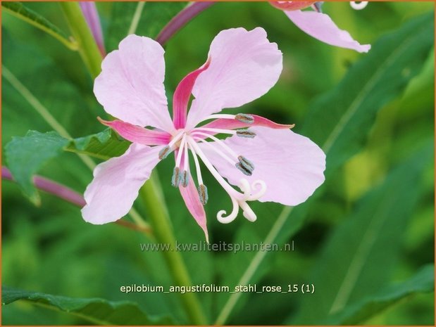 Epilobium angustifolium 'Stahl Rose' | Wilgenroosje | Waldweidenröschen