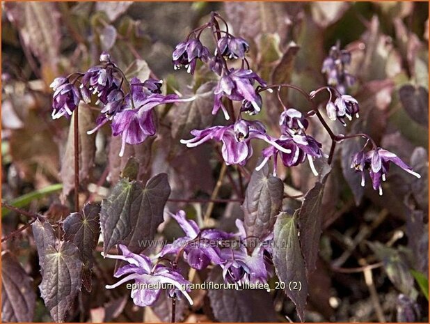 Epimedium grandiflorum &#39;Lilafee&#39; | Elfenbloem | Großblütige Elfenblume