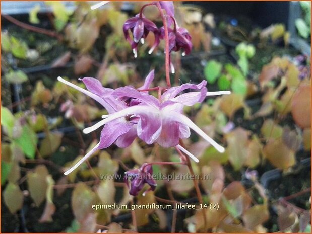 Epimedium grandiflorum &#39;Lilafee&#39; | Elfenbloem | Großblütige Elfenblume