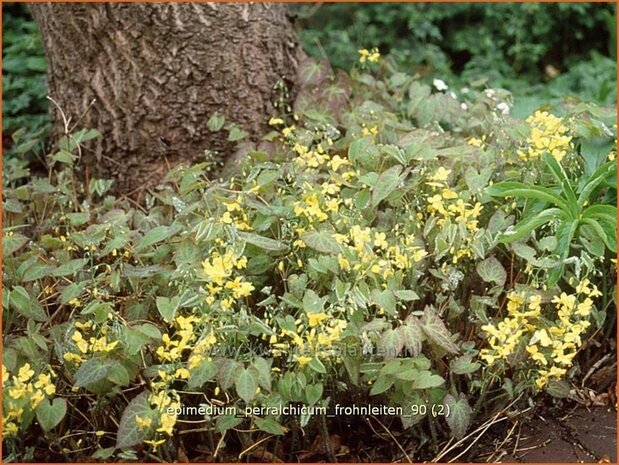 Epimedium perralchicum 'Frohnleiten' | Elfenbloem