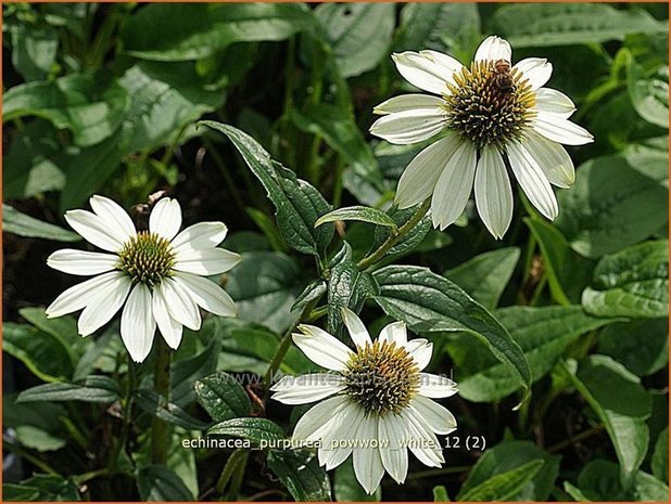 Echinacea purpurea 'Powwow White' | Zonnehoed