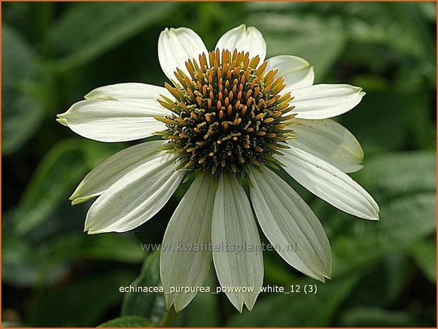 Echinacea purpurea 'Powwow White' | Zonnehoed