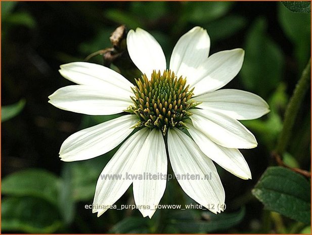 Echinacea purpurea 'Powwow White' | Zonnehoed