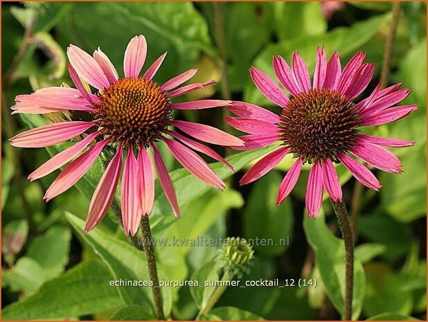 Echinacea purpurea 'Summer Cocktail' | Zonnehoed