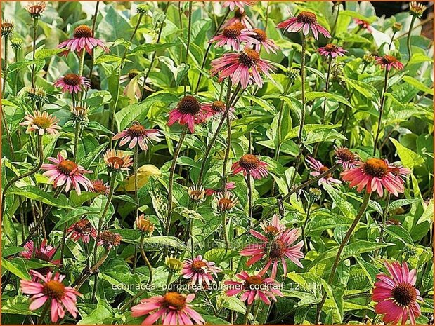 Echinacea purpurea 'Summer Cocktail' | Zonnehoed