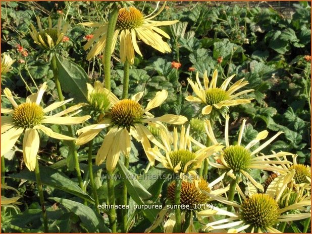 Echinacea purpurea 'Sunrise' | Zonnehoed