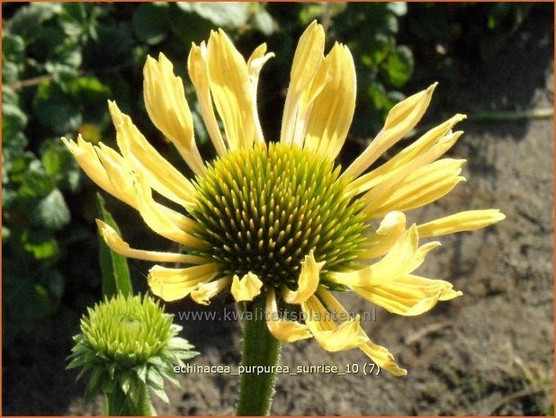 Echinacea purpurea 'Sunrise' | Zonnehoed