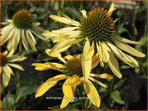 Echinacea purpurea 'Sunrise' | Zonnehoed