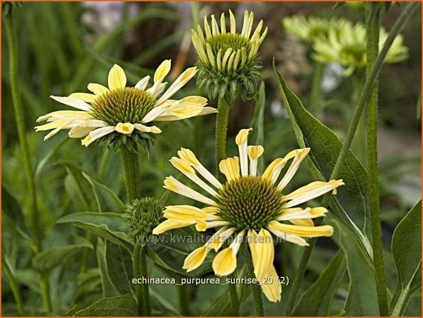 Echinacea purpurea 'Sunrise' | Zonnehoed