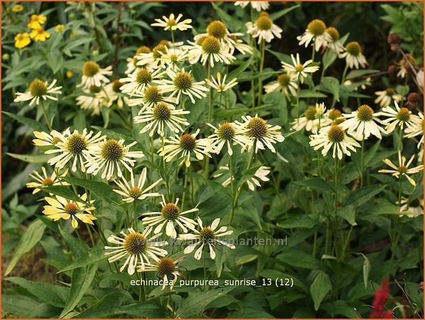 Echinacea purpurea 'Sunrise' | Zonnehoed