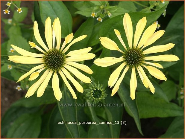 Echinacea purpurea 'Sunrise' | Zonnehoed