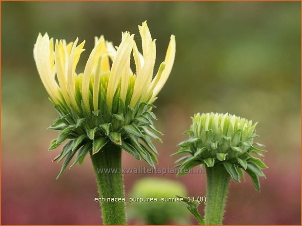 Echinacea purpurea 'Sunrise' | Zonnehoed