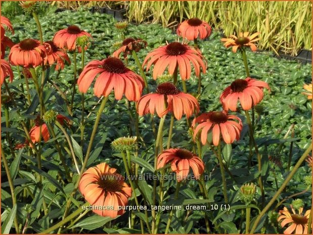 Echinacea purpurea 'Tangerine Dream' | Rode zonnehoed, Zonnehoed | Roter Sonnenhut