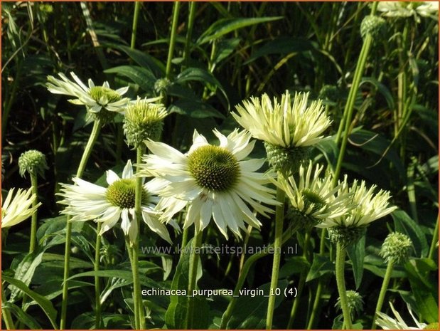 Echinacea purpurea 'Virgin' | Zonnehoed