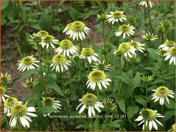 Echinacea purpurea 'Coconut Lime' | Zonnehoed