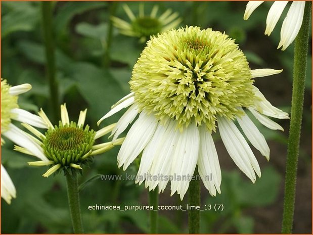 Echinacea purpurea 'Coconut Lime' | Zonnehoed