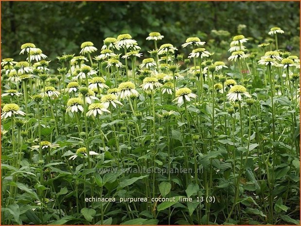 Echinacea purpurea 'Coconut Lime' | Zonnehoed